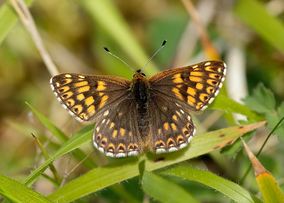 Duke of Burgundy Hamearis lucina