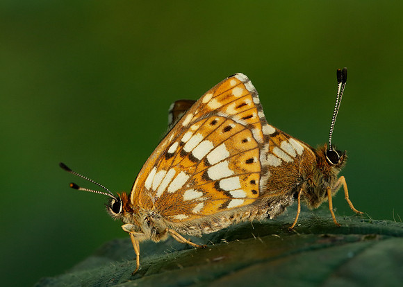 Duke of Burgundy Hamearis lucina