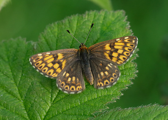 Duke of Burgundy Hamearis lucina