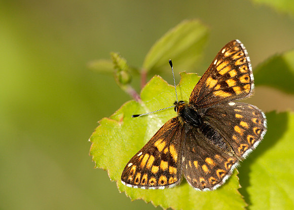 Duke of Burgundy Hamearis lucina