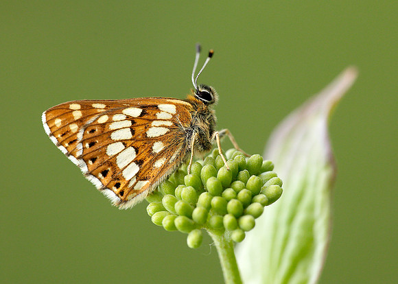 Duke of Burgundy Hamearis lucina
