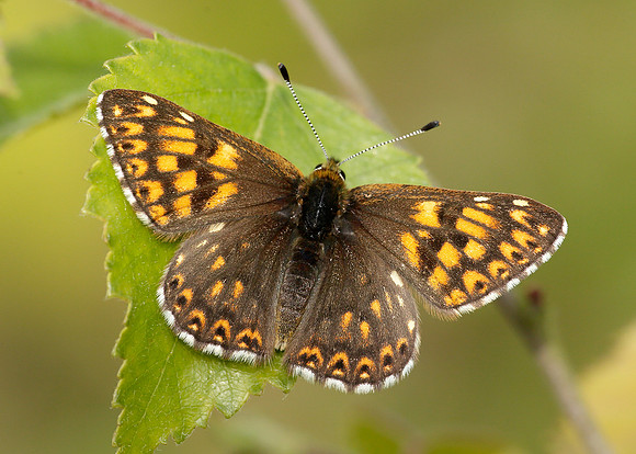 Duke of Burgundy Hamearis lucina
