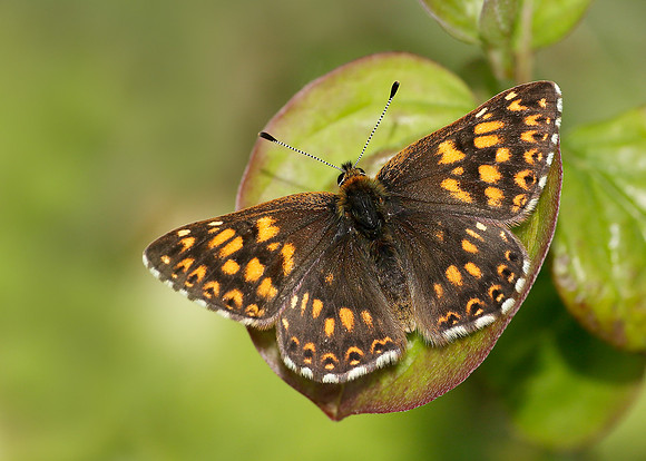 Duke of Burgundy Hamearis lucina