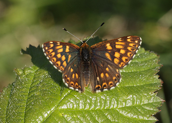 Duke of Burgundy Hamearis lucina