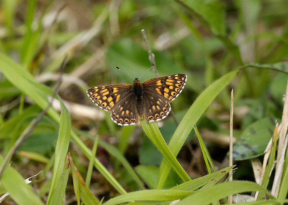 Duke of Burgundy Hamearis lucina