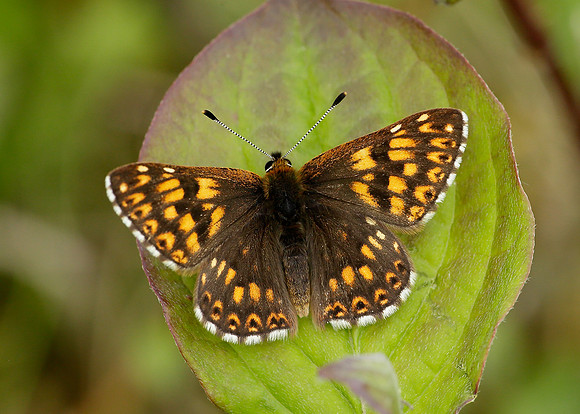 Duke of Burgundy Hamearis lucina