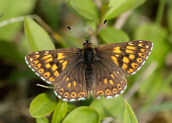 Duke of Burgundy Hamearis lucina