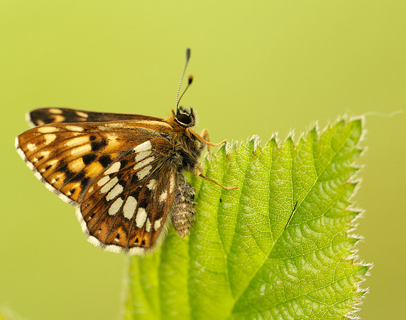 Duke of Burgundy Hamearis lucina