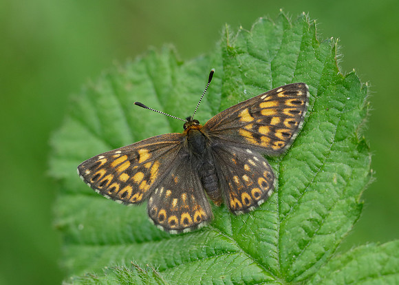 Duke of Burgundy Hamearis lucina