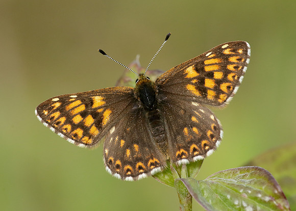Duke of Burgundy Hamearis lucina