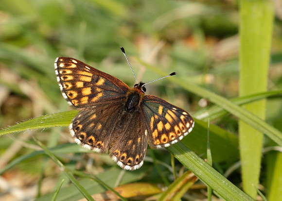 Duke of Burgundy Hamearis lucina