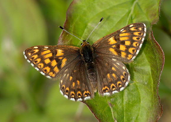 Duke of Burgundy Hamearis lucina