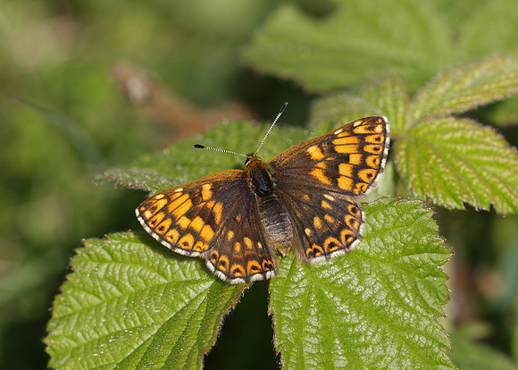 Duke of Burgundy Hamearis lucina