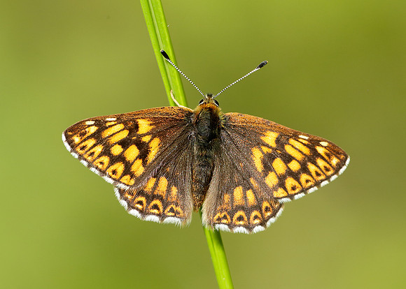 Duke of Burgundy Hamearis lucina