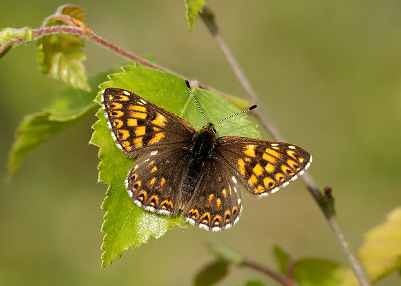 Duke of Burgundy Hamearis lucina