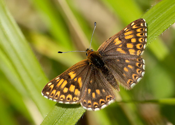 Duke of Burgundy Hamearis lucina