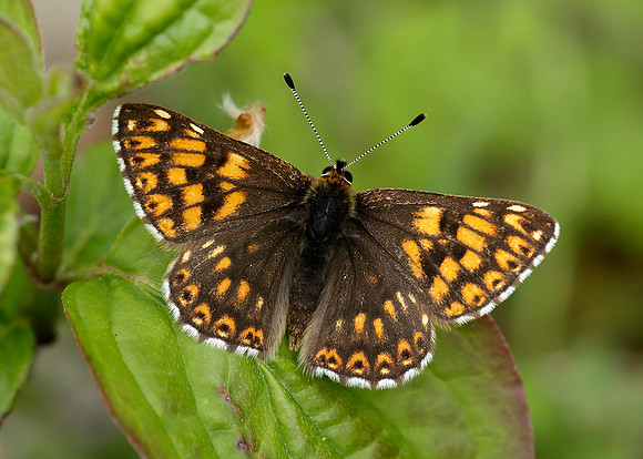 Duke of Burgundy Hamearis lucina