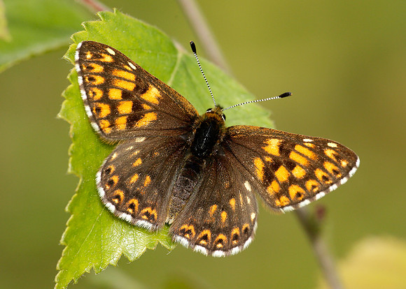 Duke of Burgundy Hamearis lucina