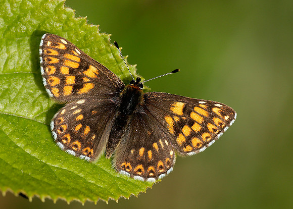 Duke of Burgundy Hamearis lucina