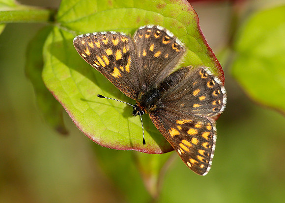 Duke of Burgundy Hamearis lucina