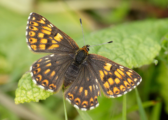 Duke of Burgundy Hamearis lucina