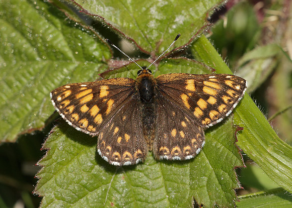 Duke of Burgundy Hamearis lucina