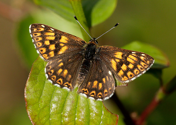 Duke of Burgundy Hamearis lucina