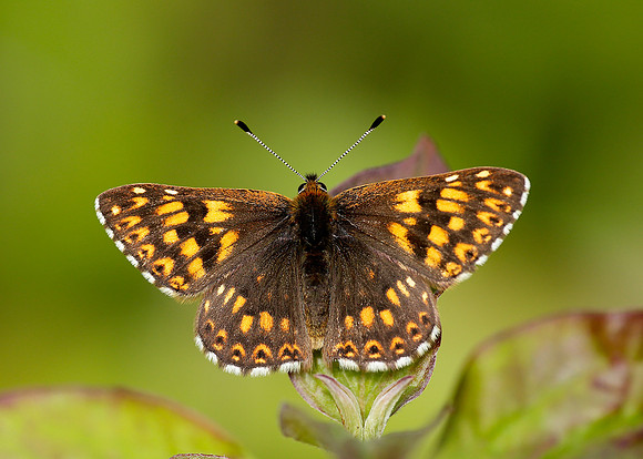 Duke of Burgundy Hamearis lucina