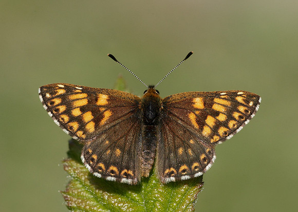 Duke of Burgundy Hamearis lucina