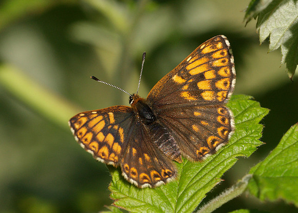 Duke of Burgundy Hamearis lucina