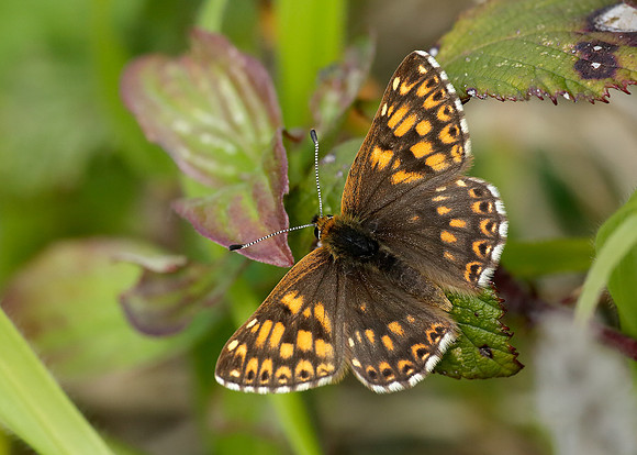 Duke of Burgundy Hamearis lucina