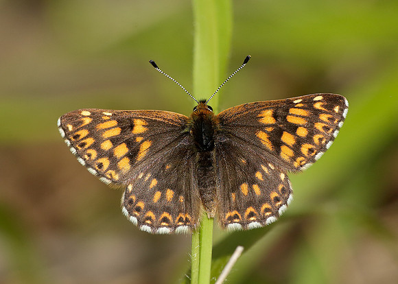 Duke of Burgundy Hamearis lucina