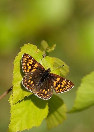 Duke of Burgundy Hamearis lucina