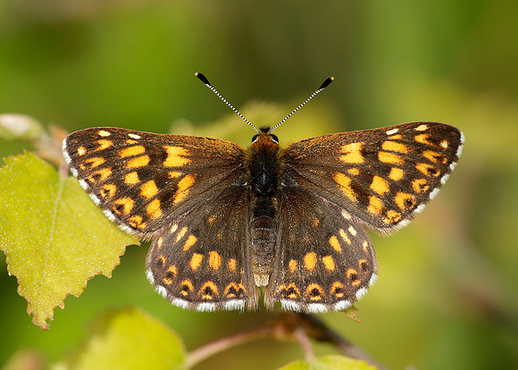 Duke of Burgundy Hamearis lucina