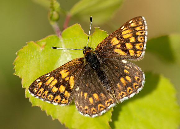 Duke of Burgundy Hamearis lucina