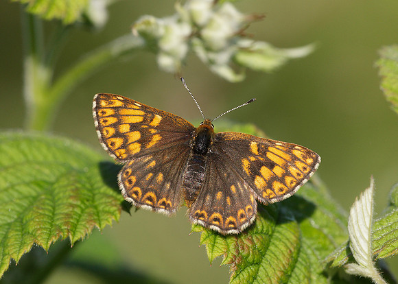 Duke of Burgundy Hamearis lucina