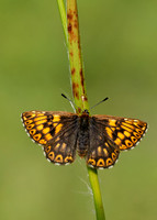 Duke of Burgundy Hamearis lucina
