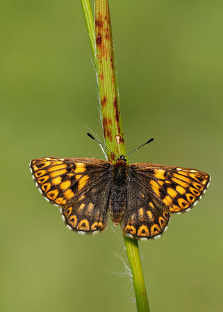 Duke of Burgundy Hamearis lucina