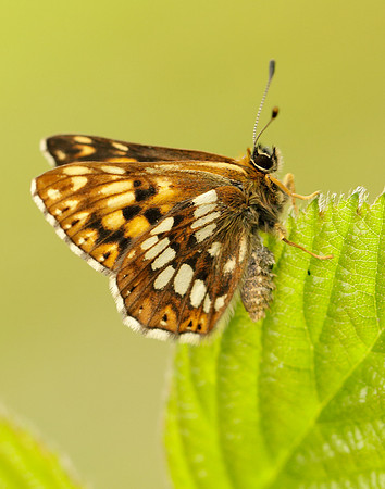 Duke of Burgundy Hamearis lucina