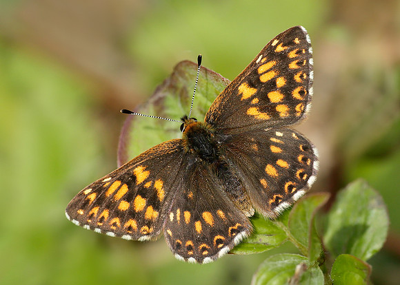 Duke of Burgundy Hamearis lucina