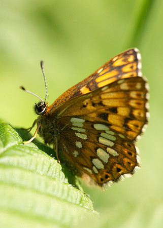 Duke of Burgundy Hamearis lucina