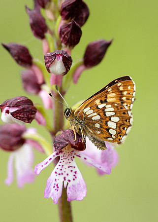 Duke of Burgundy Hamearis lucina