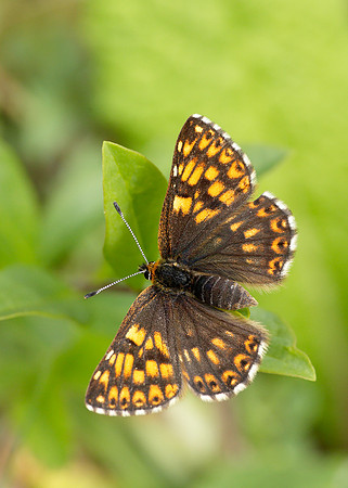 Duke of Burgundy Hamearis lucina