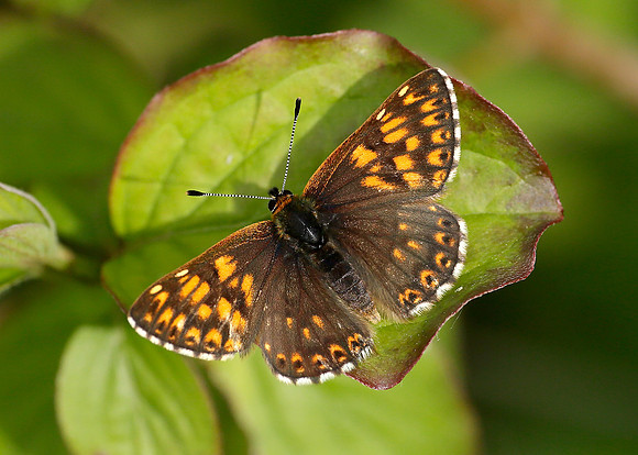 Duke of Burgundy Hamearis lucina