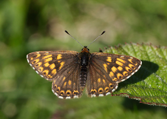 Duke of Burgundy Hamearis lucina