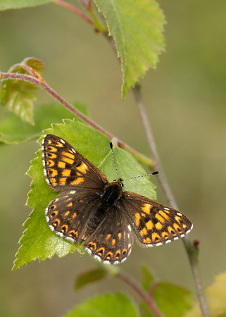 Duke of Burgundy Hamearis lucina