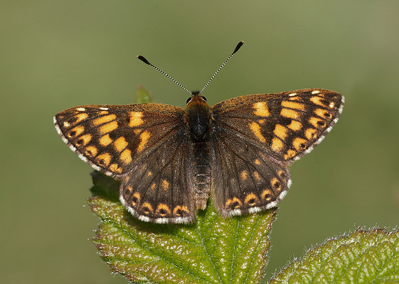 Duke of Burgundy Hamearis lucina