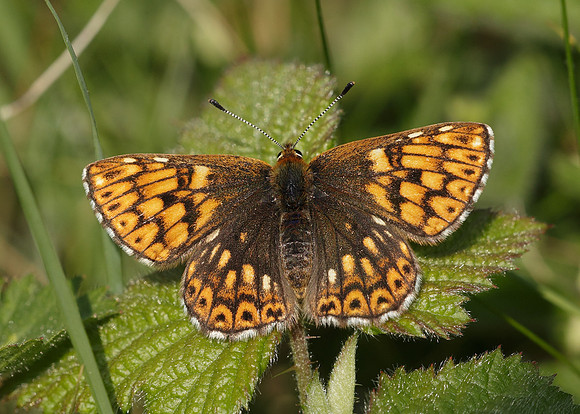 Duke of Burgundy Hamearis lucina
