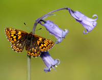 Duke of Burgundy Hamearis lucina