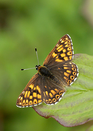 Duke of Burgundy Hamearis lucina